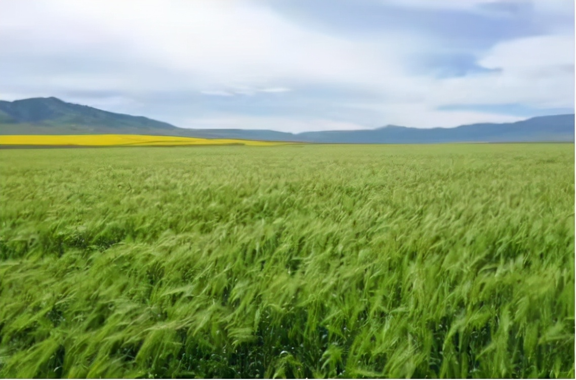 青海青稞产业发展论坛,青海青稞酒业