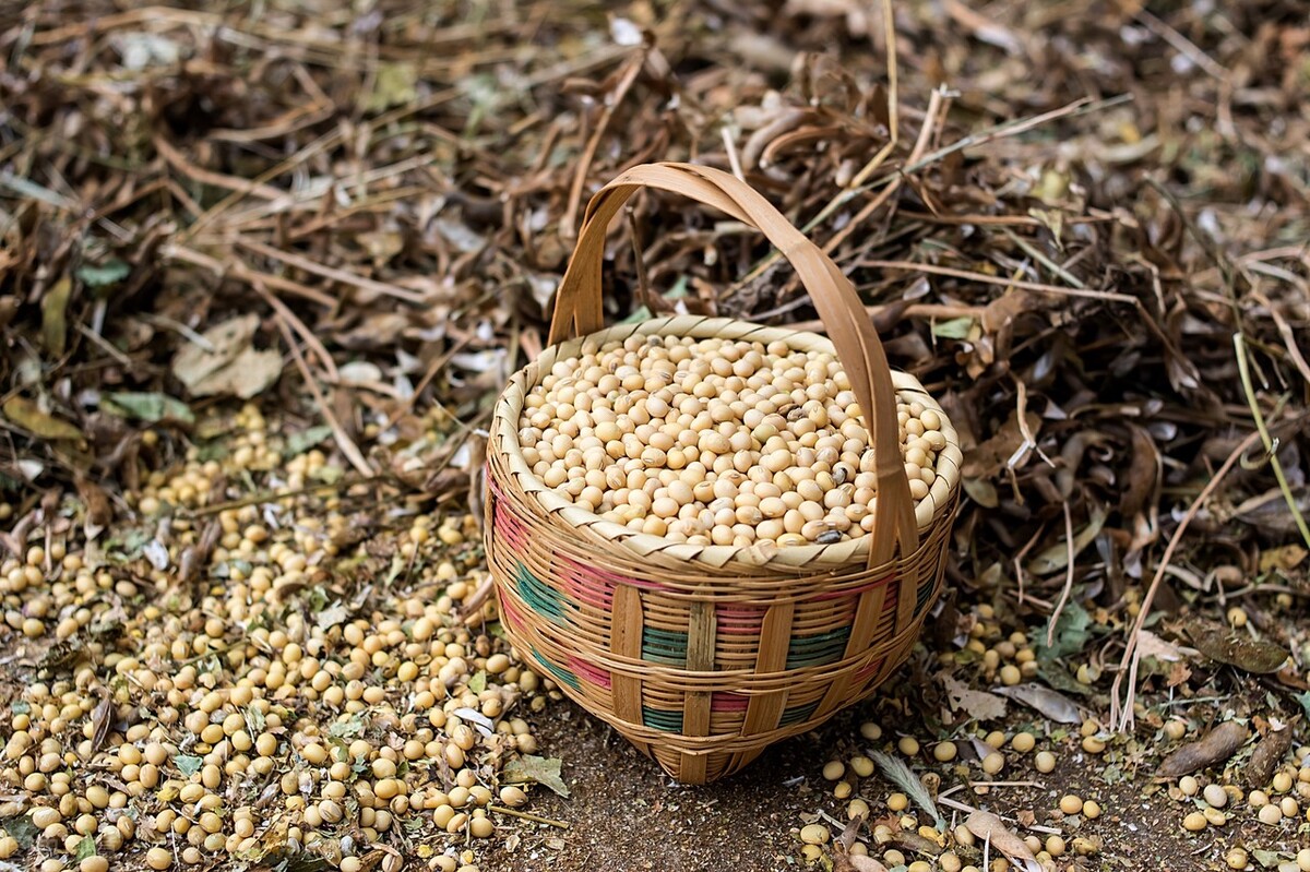 全国大豆价格最新行情今日,国内大豆价格最新行情今日