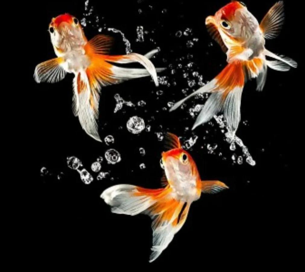 我的动物朋友金鱼的开头,我的动物朋友金鱼400字