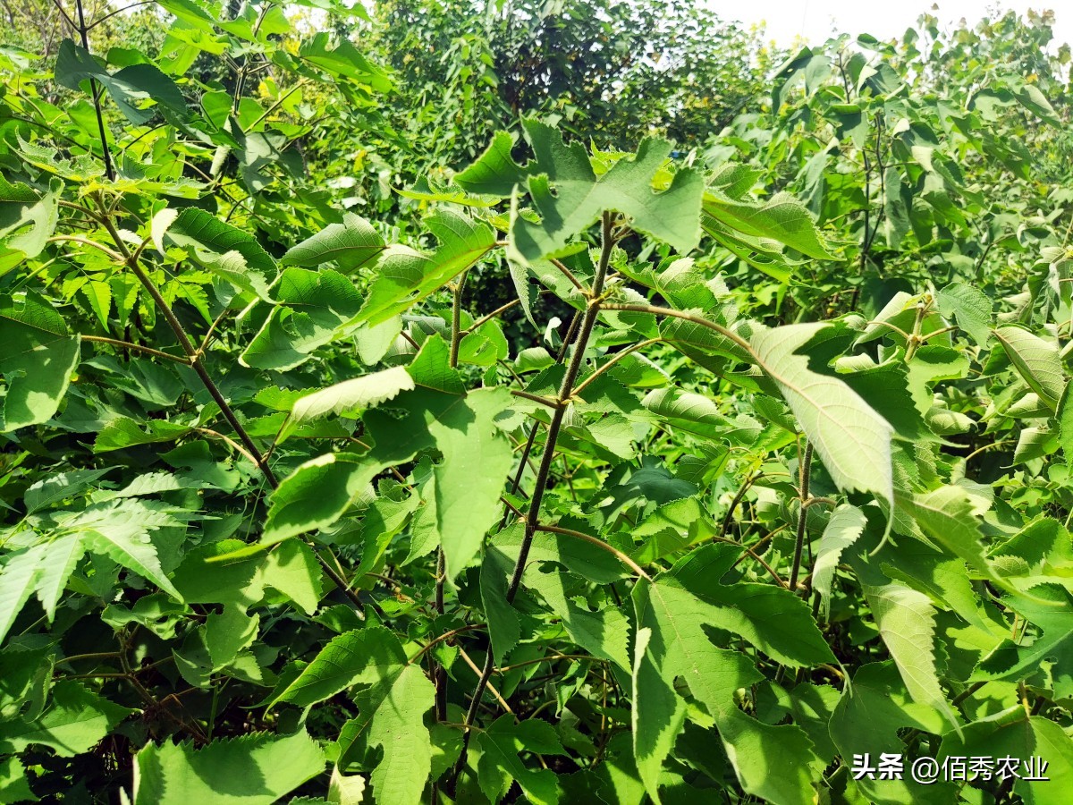 草甘膦除草剂价格走势图最新消息,草甘膦除草剂价格涨了吗