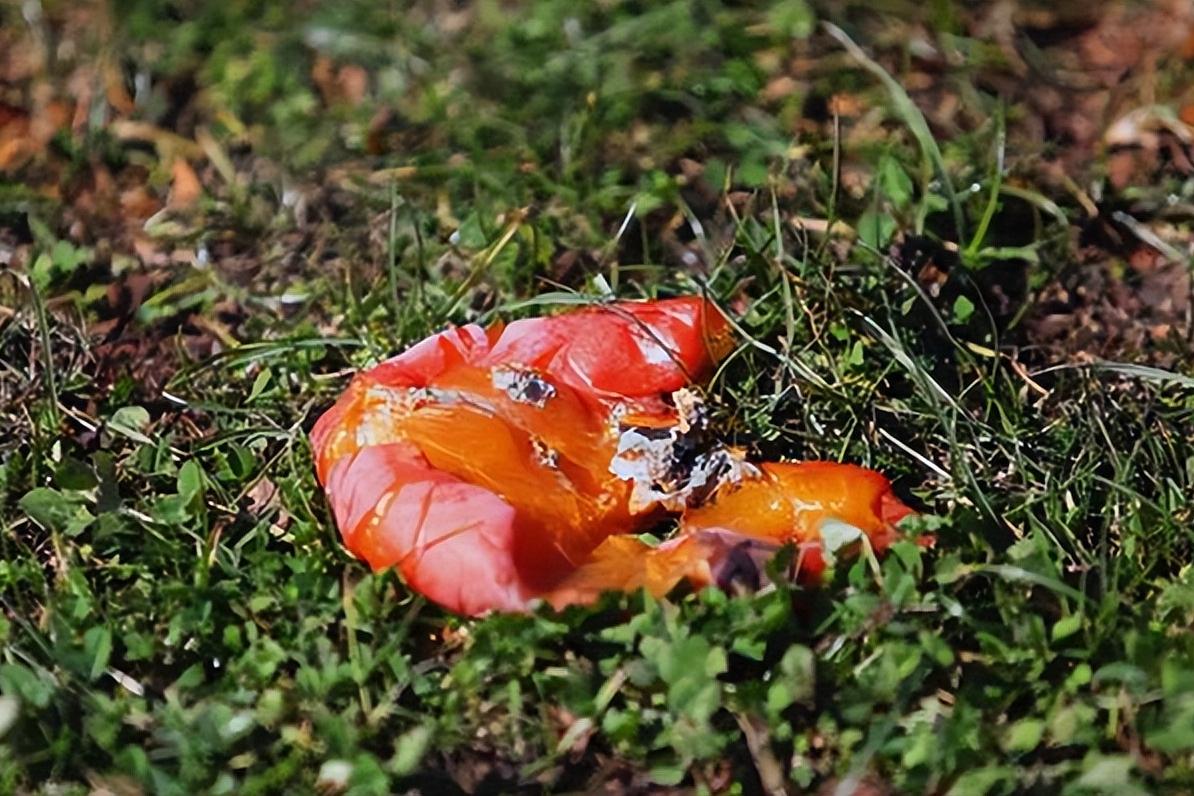 门前不栽树说法有什么讲究,五树进阳宅人穷家也败指哪五种树