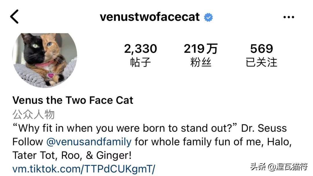 中国猫咪品种玳瑁猫,田园玳瑁猫的嘴