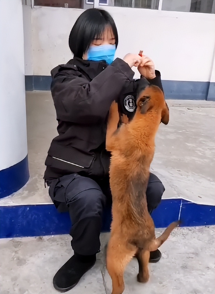网红警犬巴万抖音正能量,网红警犬巴万上央视