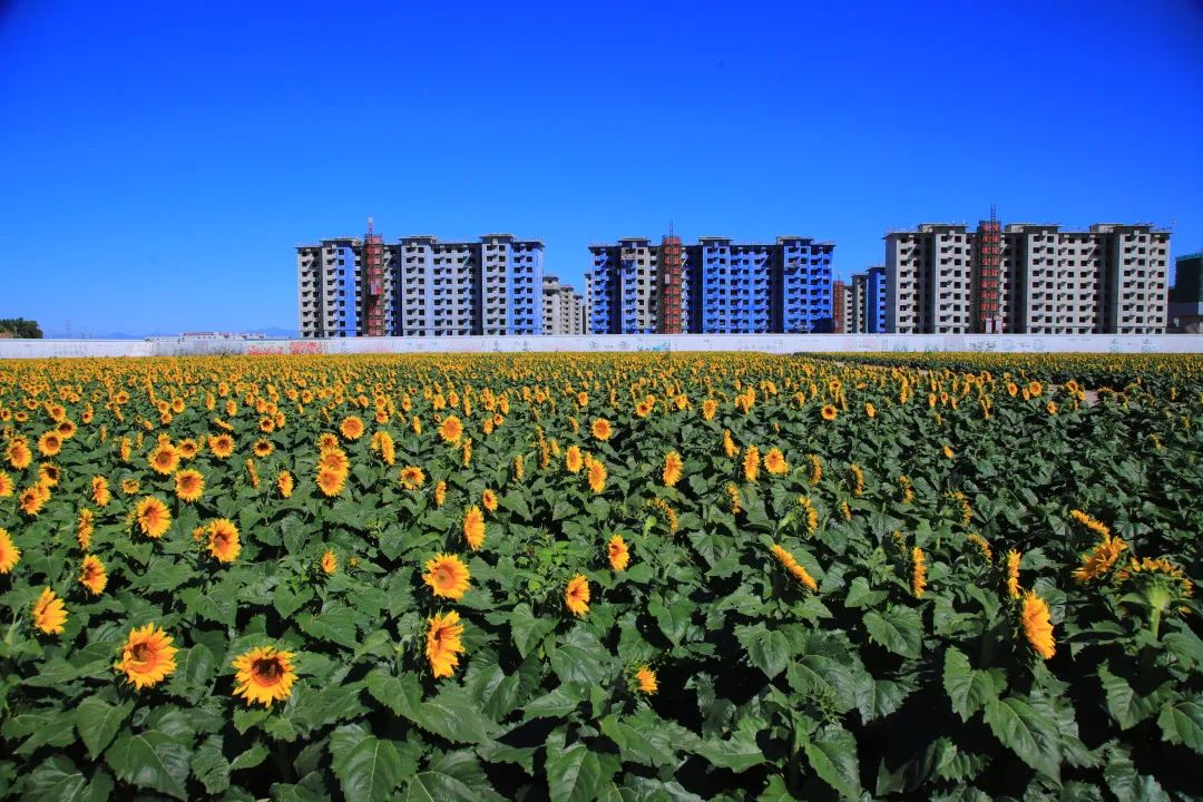 北京周边的向日葵花海,顺义向日葵花海