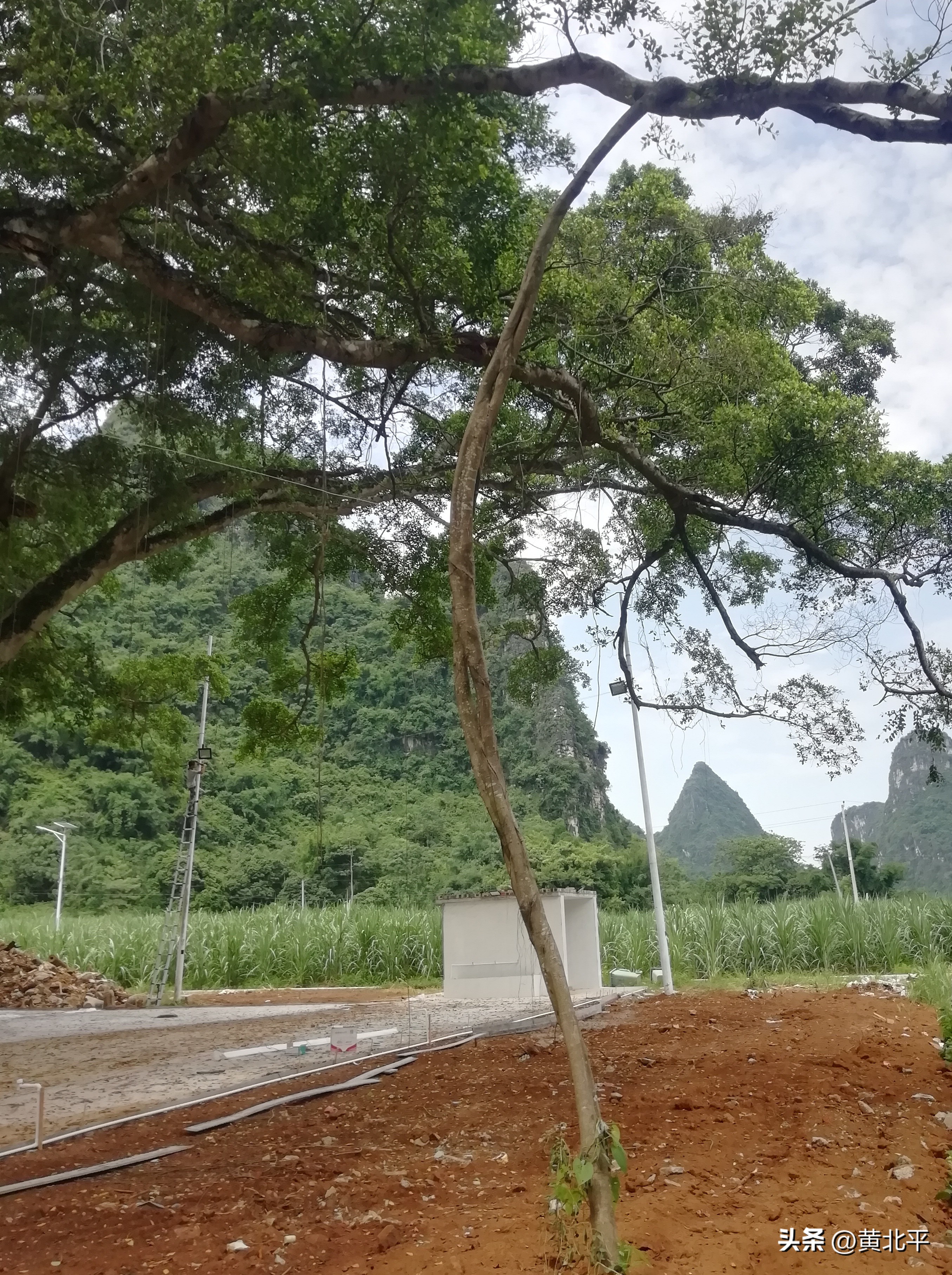 广西大山发现一棵榕树,广西发现古榕