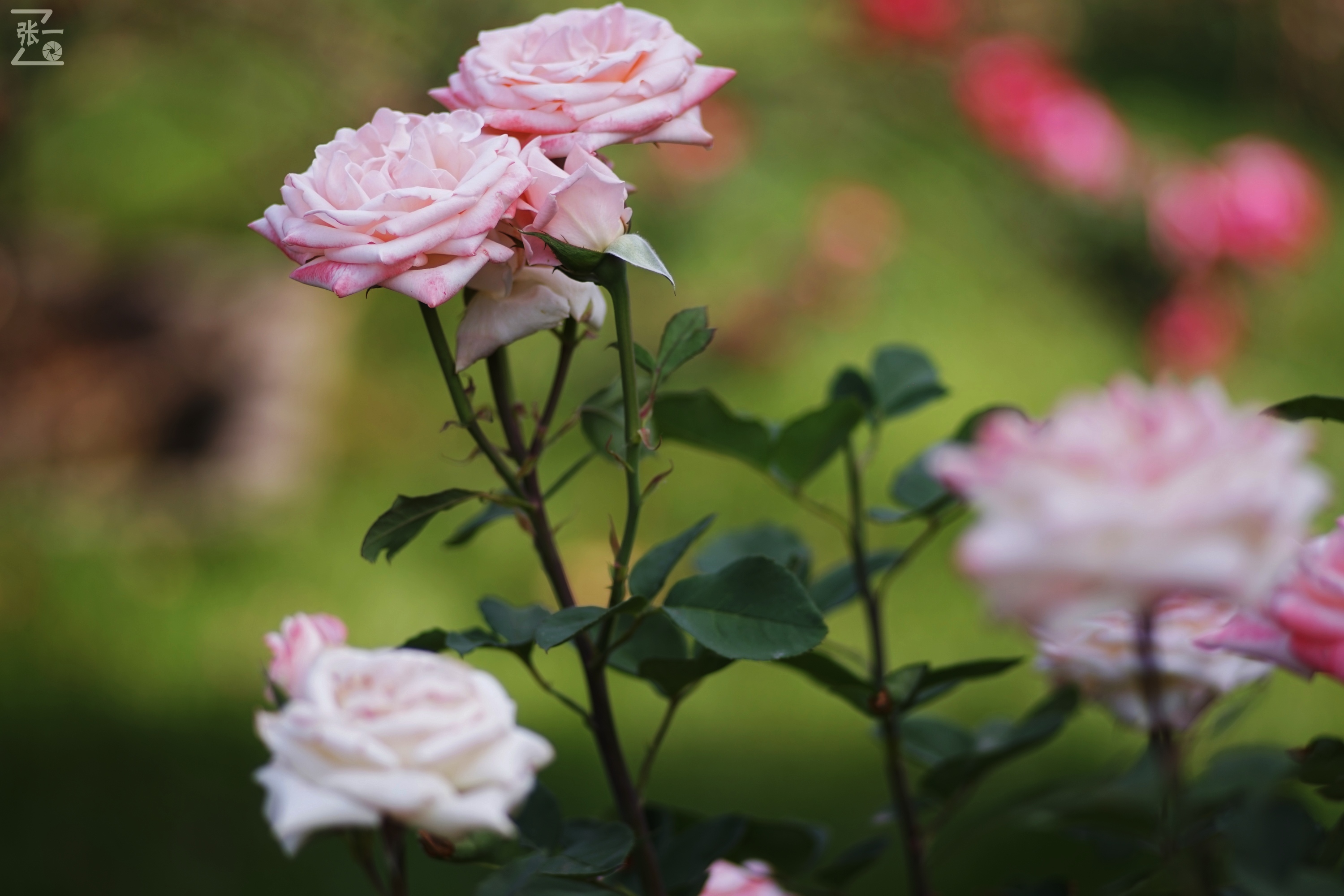 蔡司sonnar50毫米,蔡司sonnar镜头生产年份