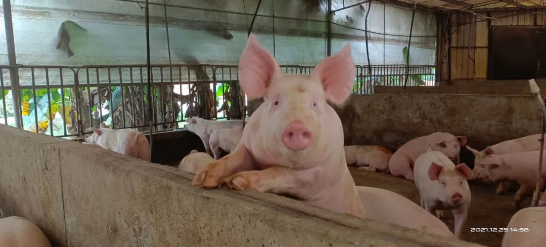养猪的心路历程,养猪人的心路历程