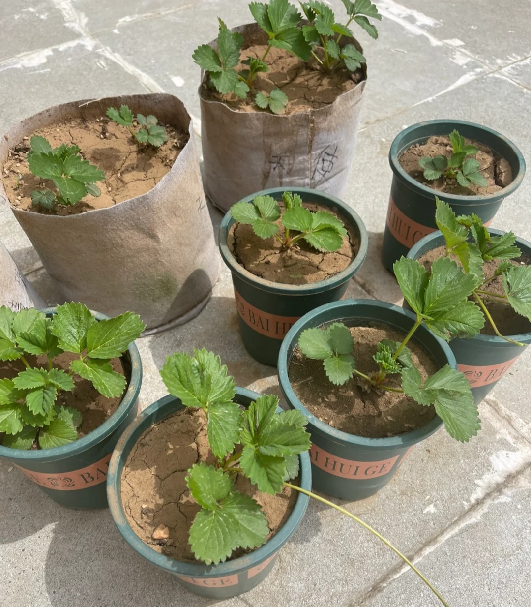 怎样让一颗草莓变成多颗草莓,想让草莓多结果施什么肥