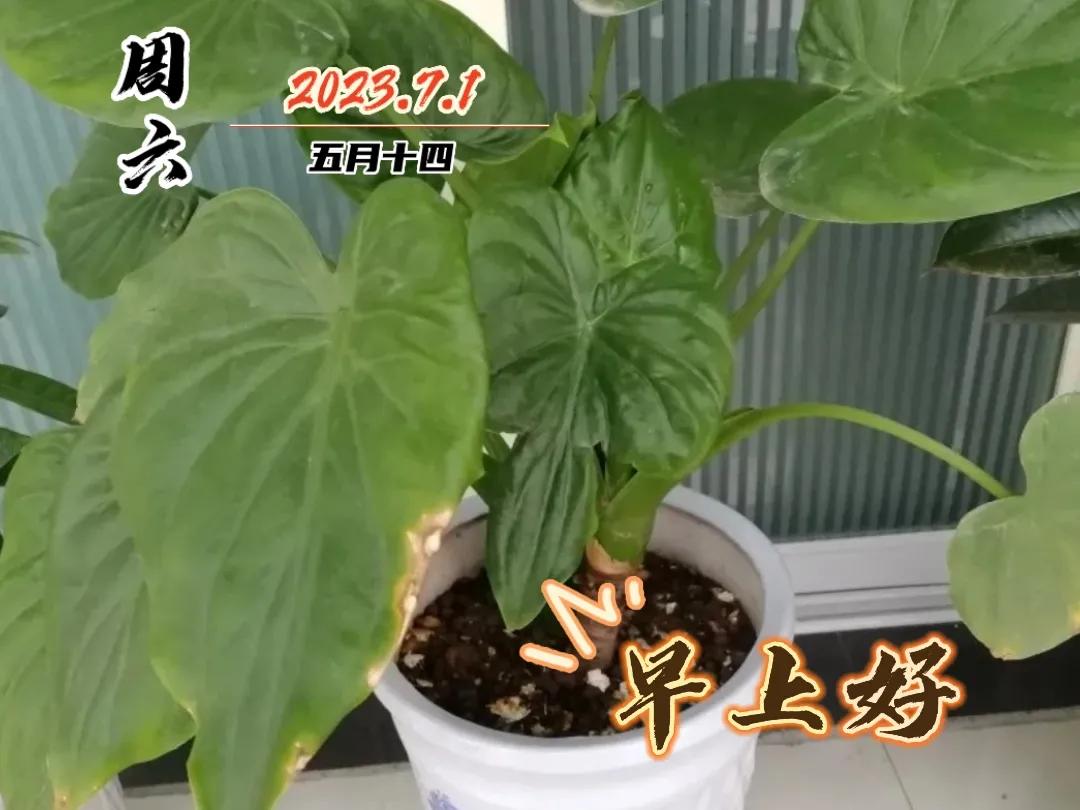 早安图片早上好问候祝福语,早上好图片带字早安问候语大全