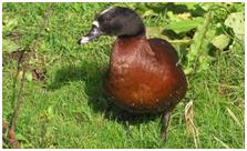 鸟类在分类学中统称为什么,鸟纲分类总表