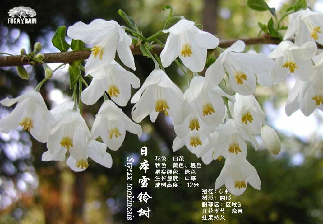 一棵树，香遍一条街！优秀的落叶香花乔木——日本雪铃树