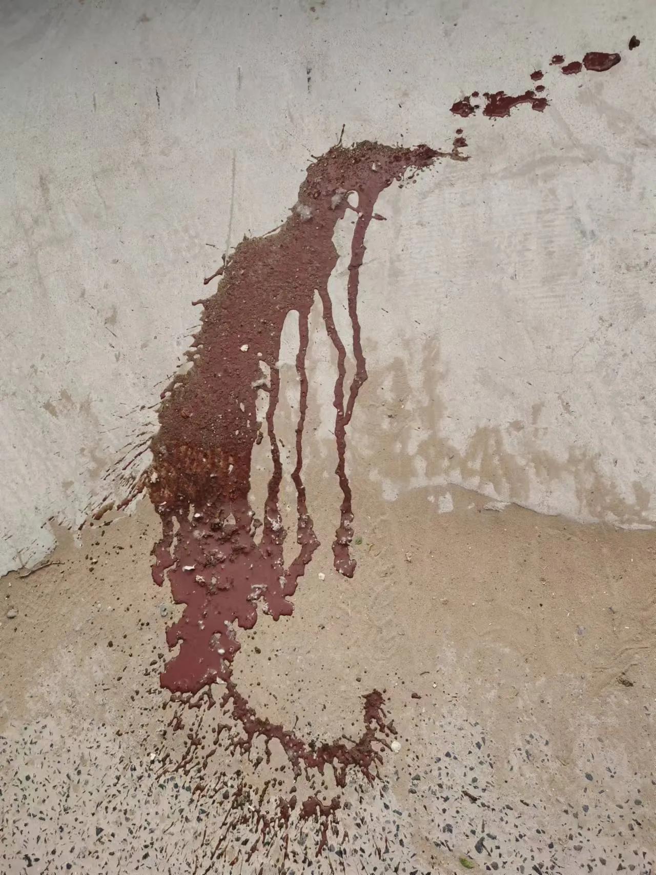 金毛犬细小病毒感染救治记