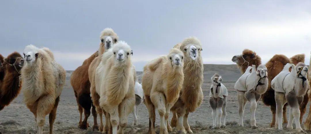新疆伊利生驼乳粉,伊利进入奶酪市场