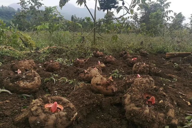 农村种什么能亩产值5千左右,近几年种植什么最赚钱