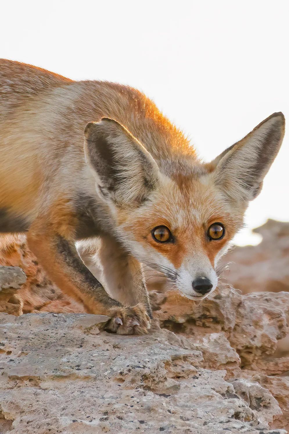 世界杯完了以后的卡塔尔,今年世界杯为啥在卡塔尔