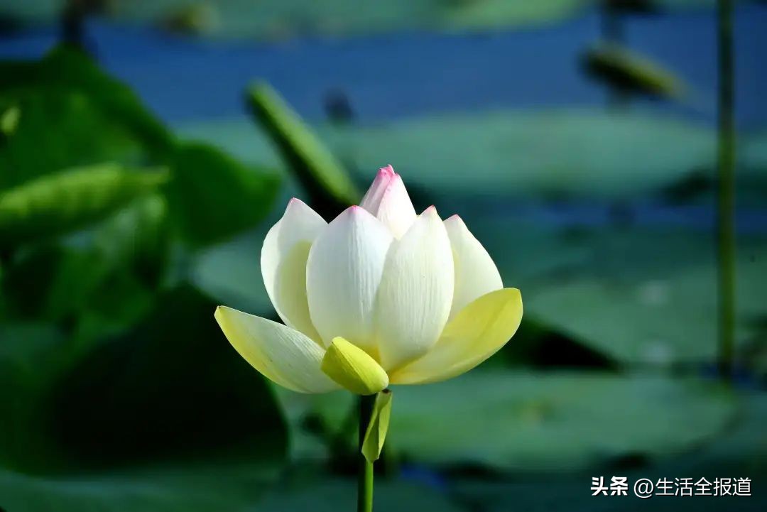 荷花浑身是宝简短介绍,荷花入药有什么功效呢