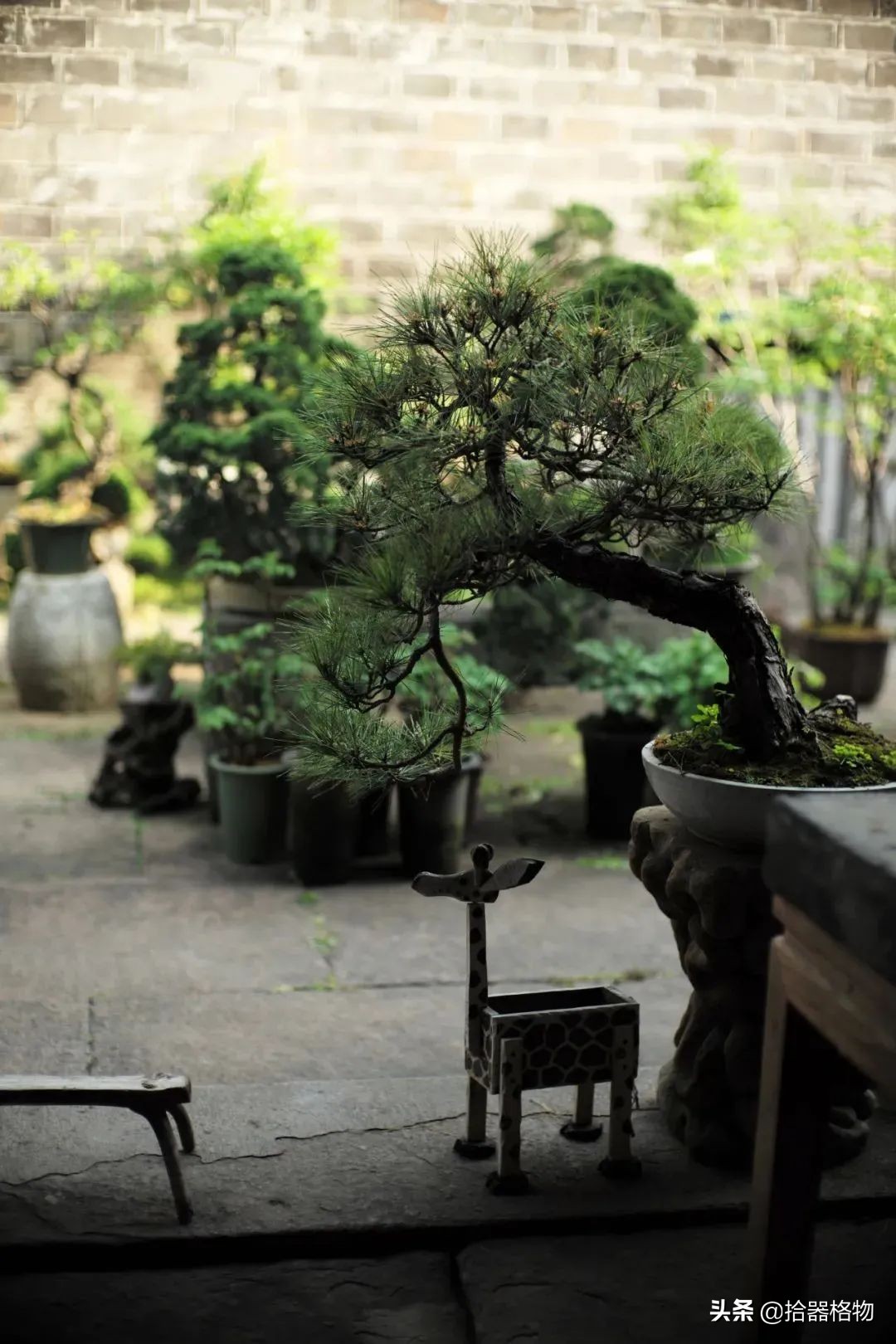 闲情雅致盆景造型,闲情逸致栽花种草