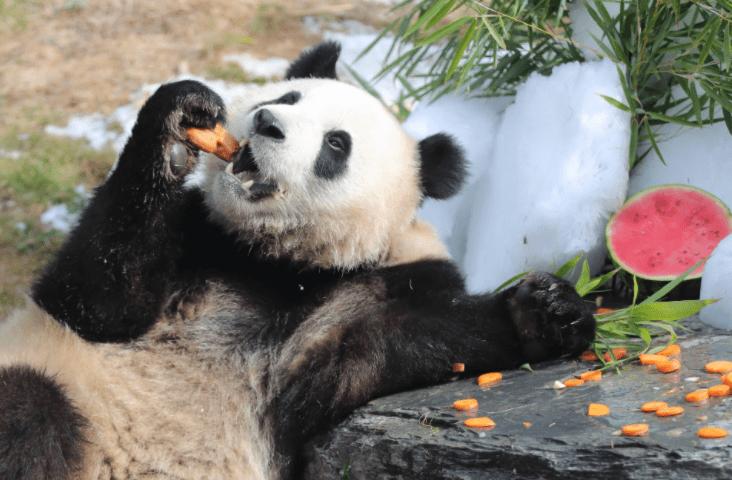 卡塔尔租借熊猫一次成功,卡塔尔为什么租借熊猫