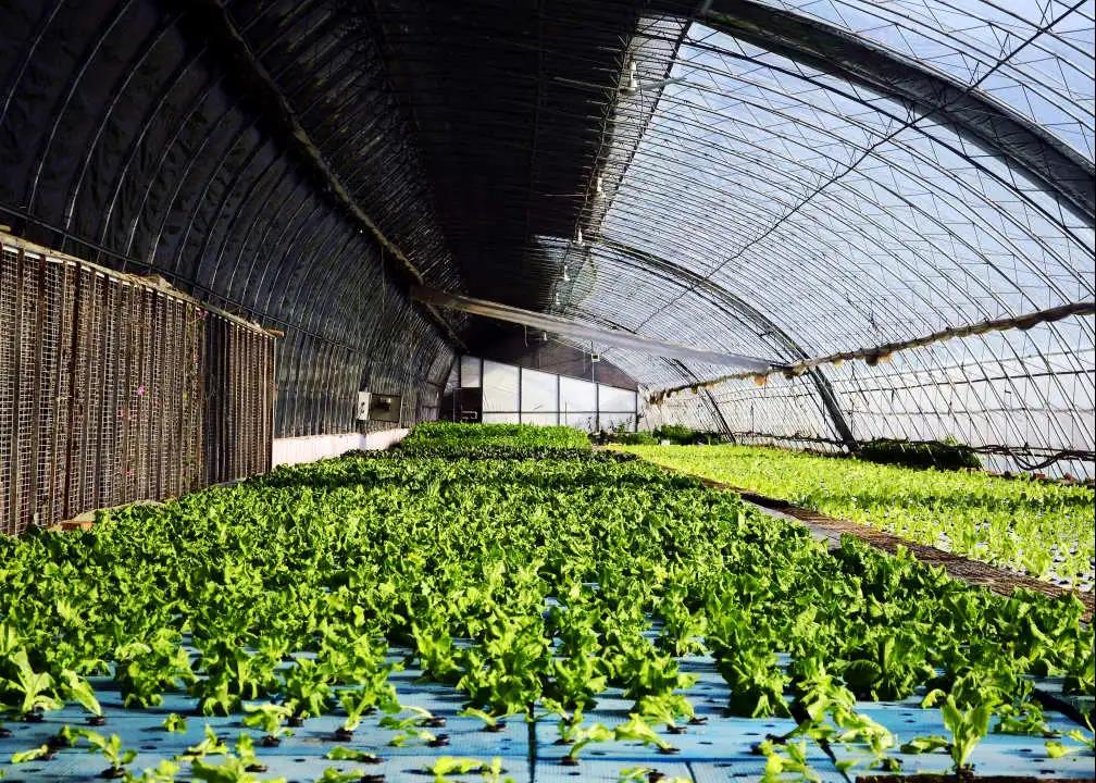 做好特色农业,做好农业品牌化