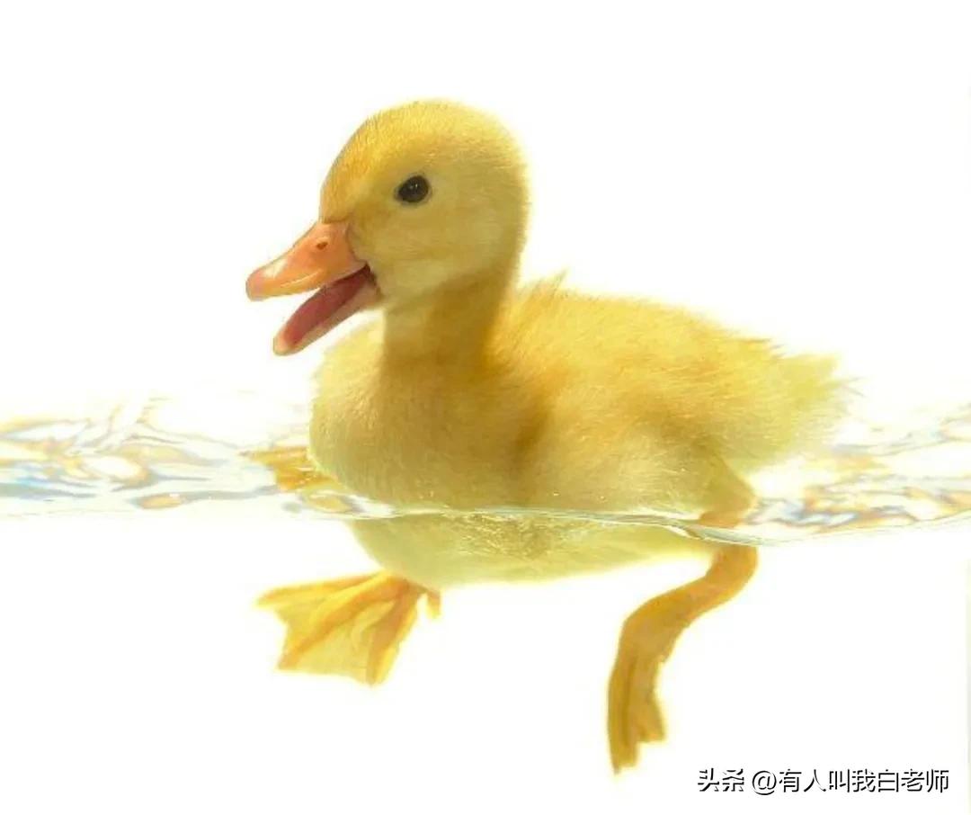 在城里养鸡养鸭,养鸭小孩