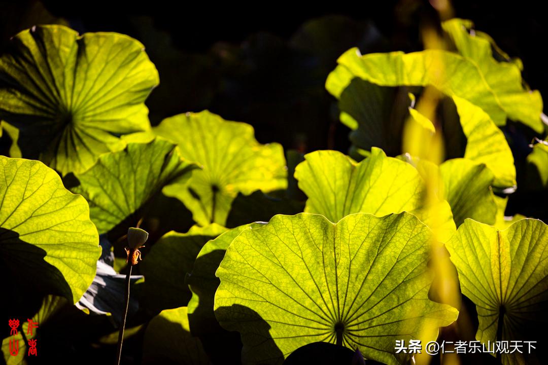 最后的摇曳——只为那绳命的回晃