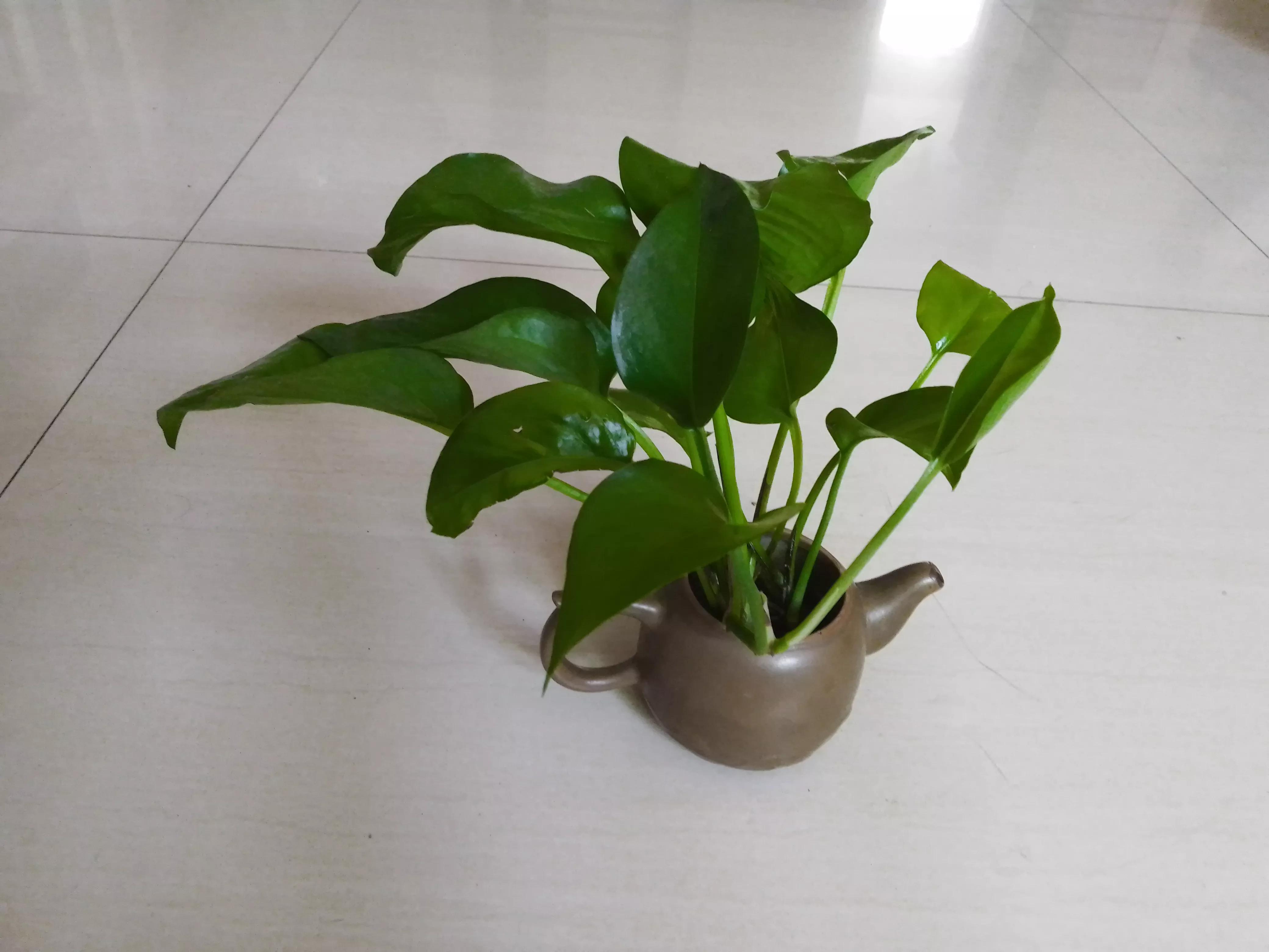 瞧！满屋都是插花，走到哪里都是春天美景