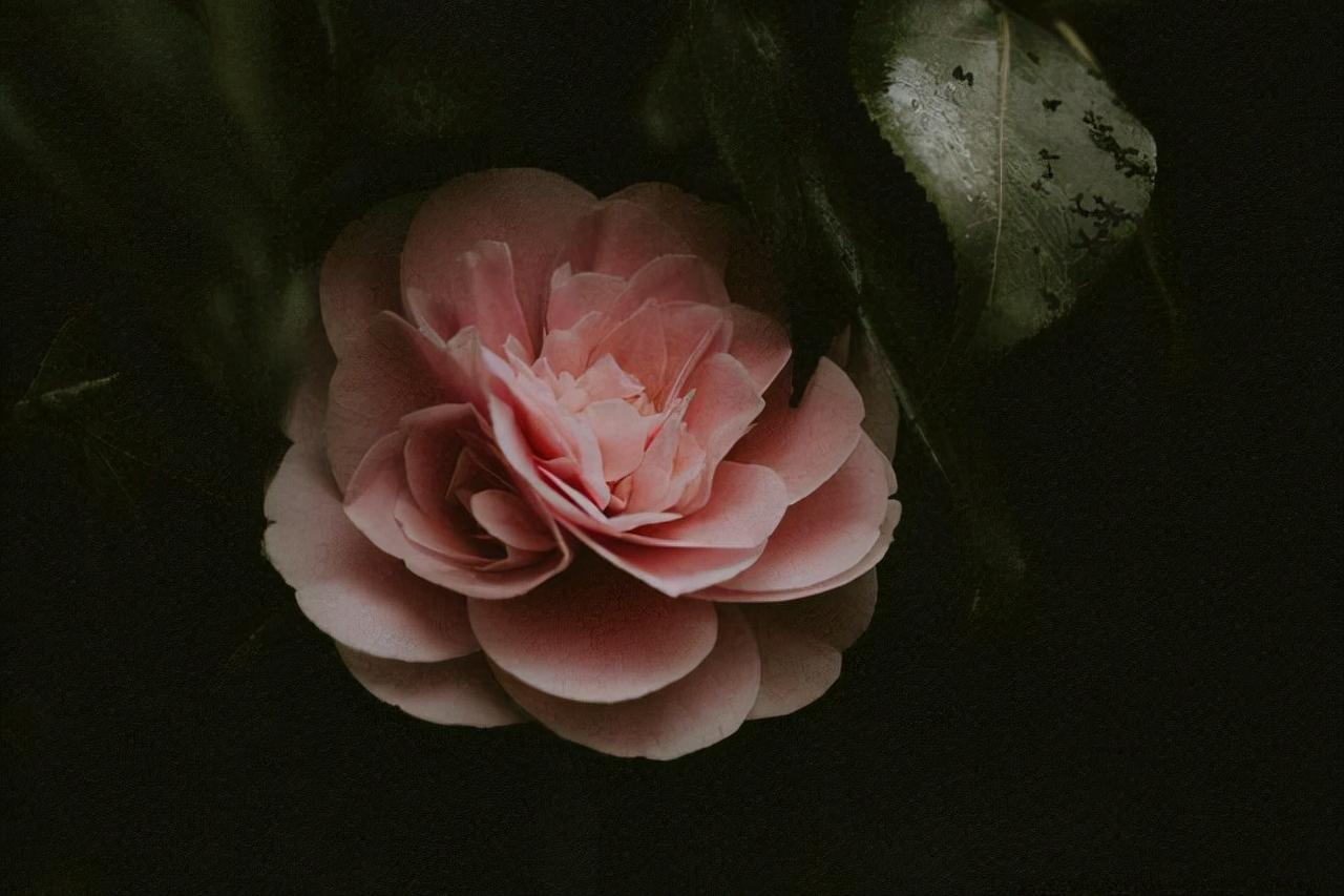 男人偷偷喜欢,男人偷偷喜欢一个女人