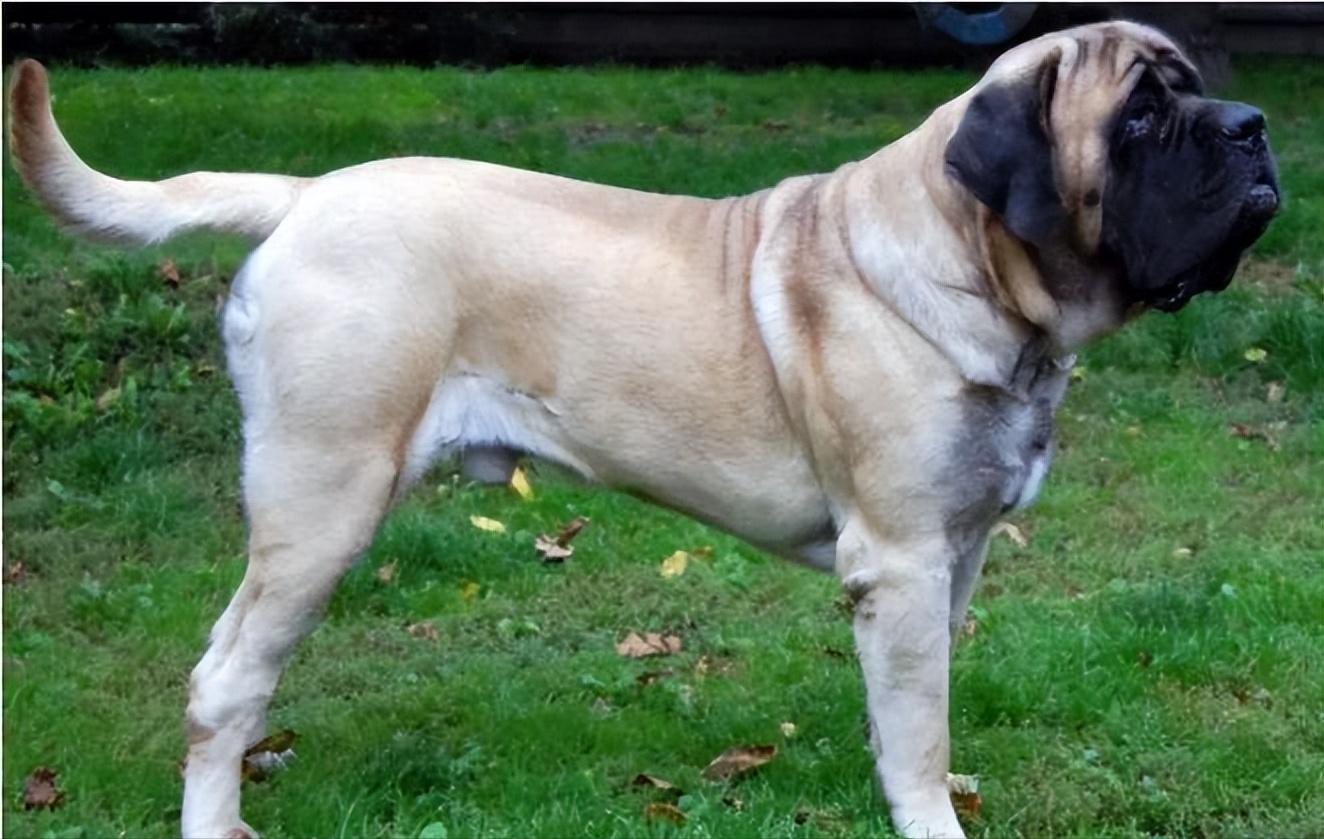 最凶猛的猛犬连藏獒都是弟弟,世界十大猛犬藏獒仅排第二