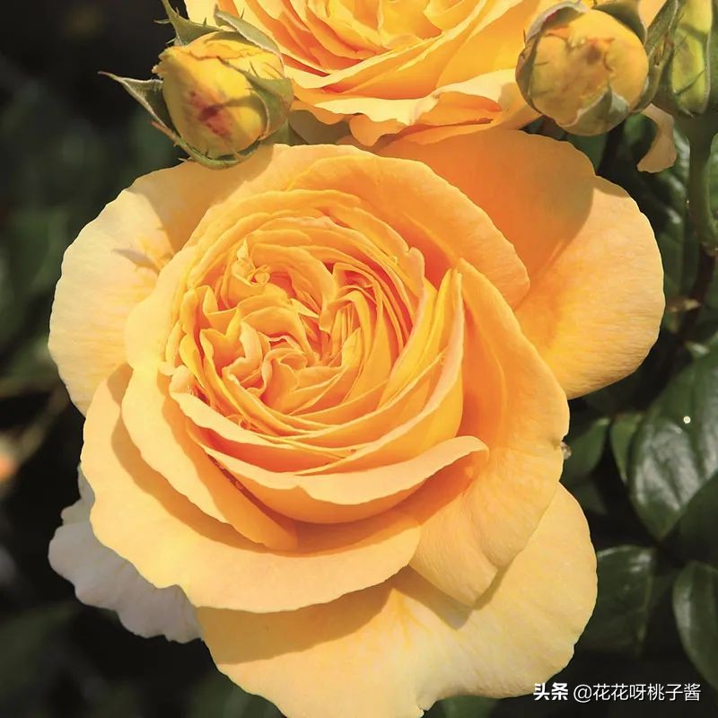黄色月季哪个品种耐热耐晒抗病强,最耐热耐晒的切花藤本月季品种