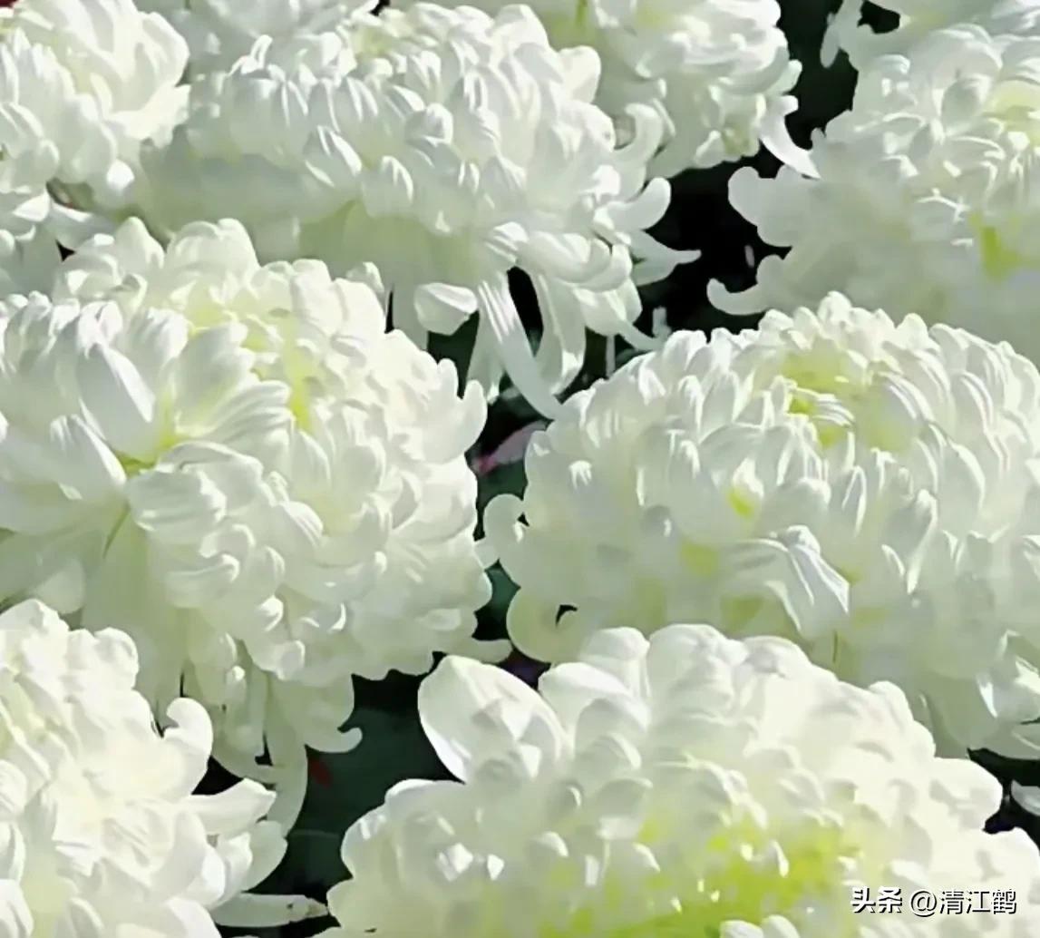 液体叶面肥使用方法,怎么辨别叶面肥好坏