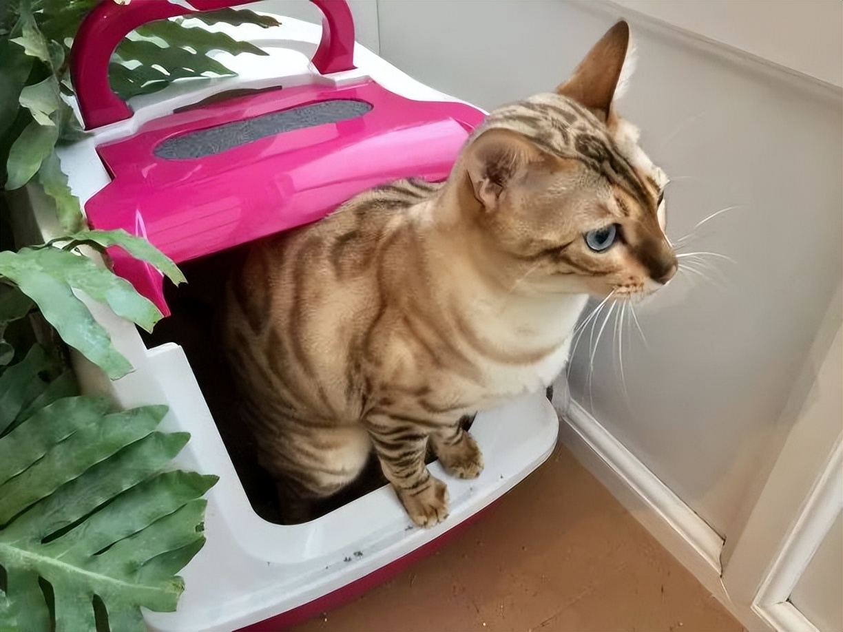 科学养猫攻略之新手养猫注意事项,猫怎么养新手养猫需注意4大问题