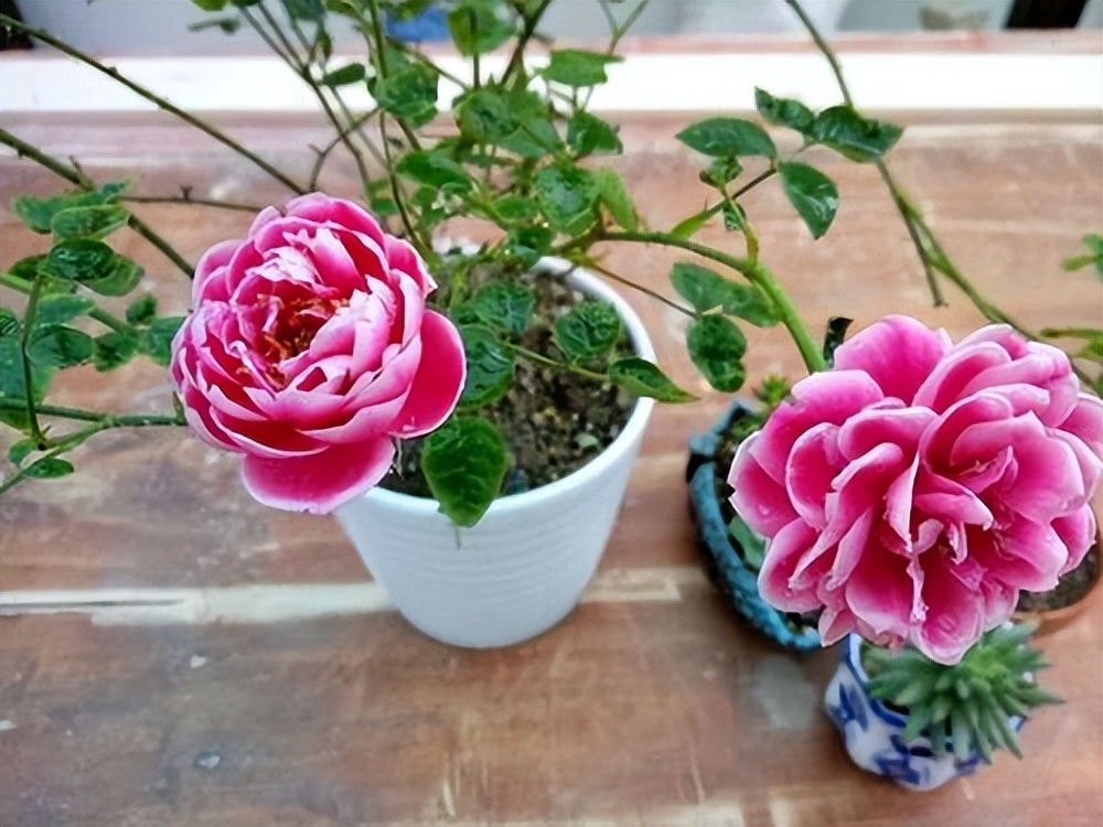 玫瑰花的养护方法用什么肥,玫瑰花的养护方法视频播放