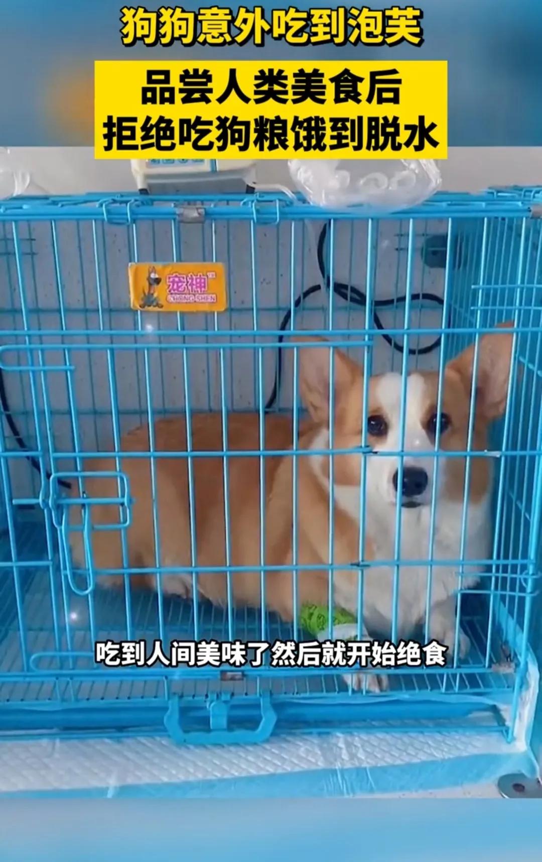 狗吃了泡芙不吃狗粮了怎么回事,狗吃泡芙后不吃狗粮