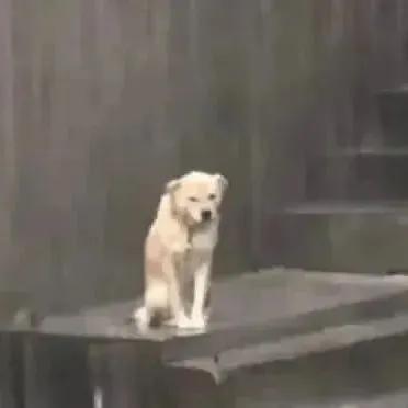 最近比较火的小狗表情包,最近特别火的小狗表情包