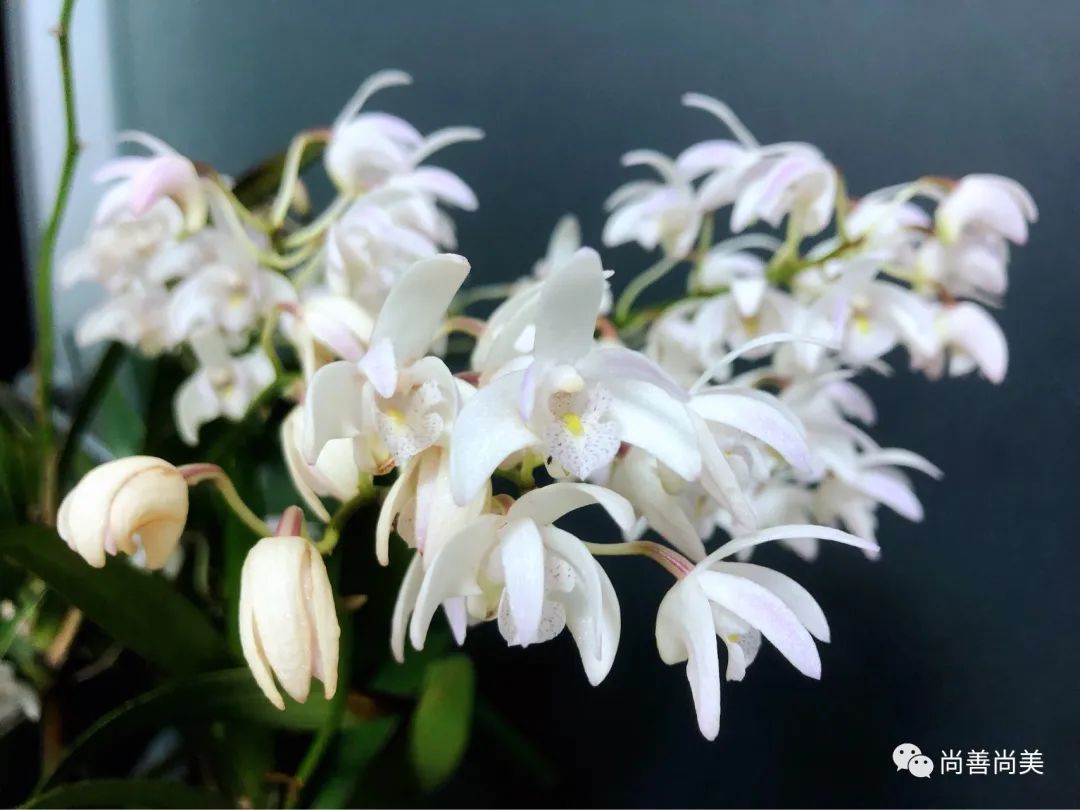 我养的兰花开花了说说,七彩香水石斛开花