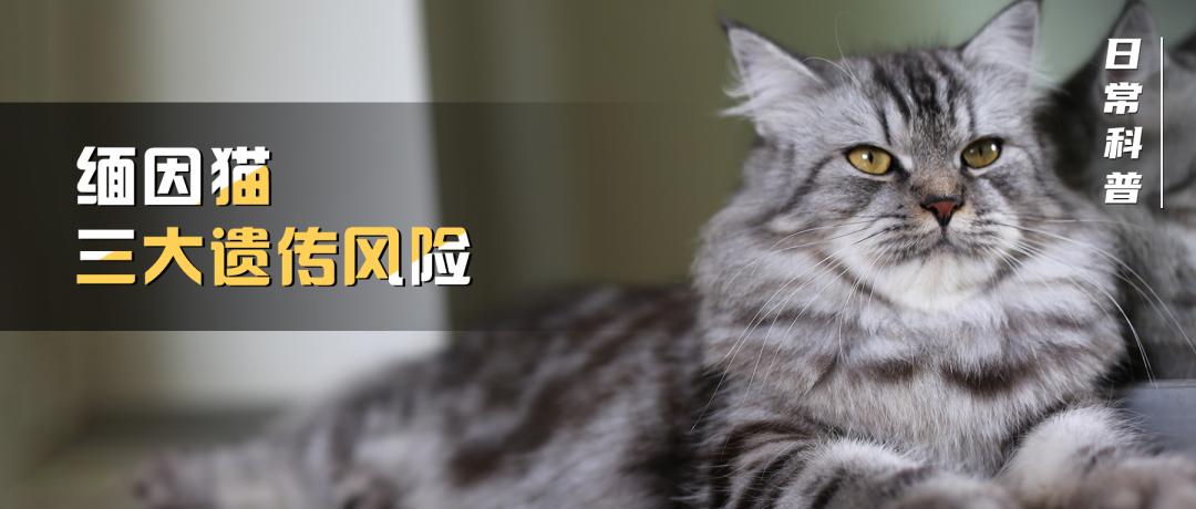 猫身上掉下来有白色颗粒是什么,猫身上白色的是什么