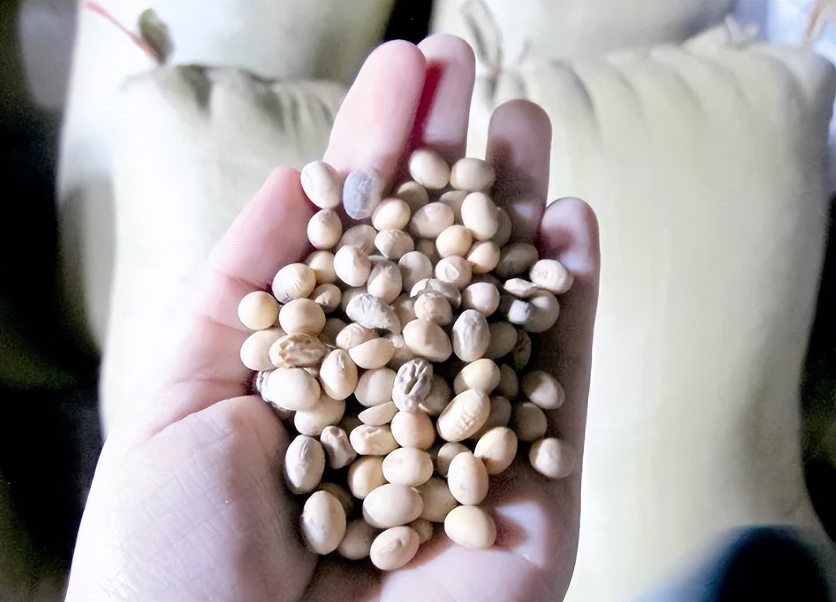 绿萝怎么养才能更旺盛浇什么水,绿萝水养的方法和注意事项