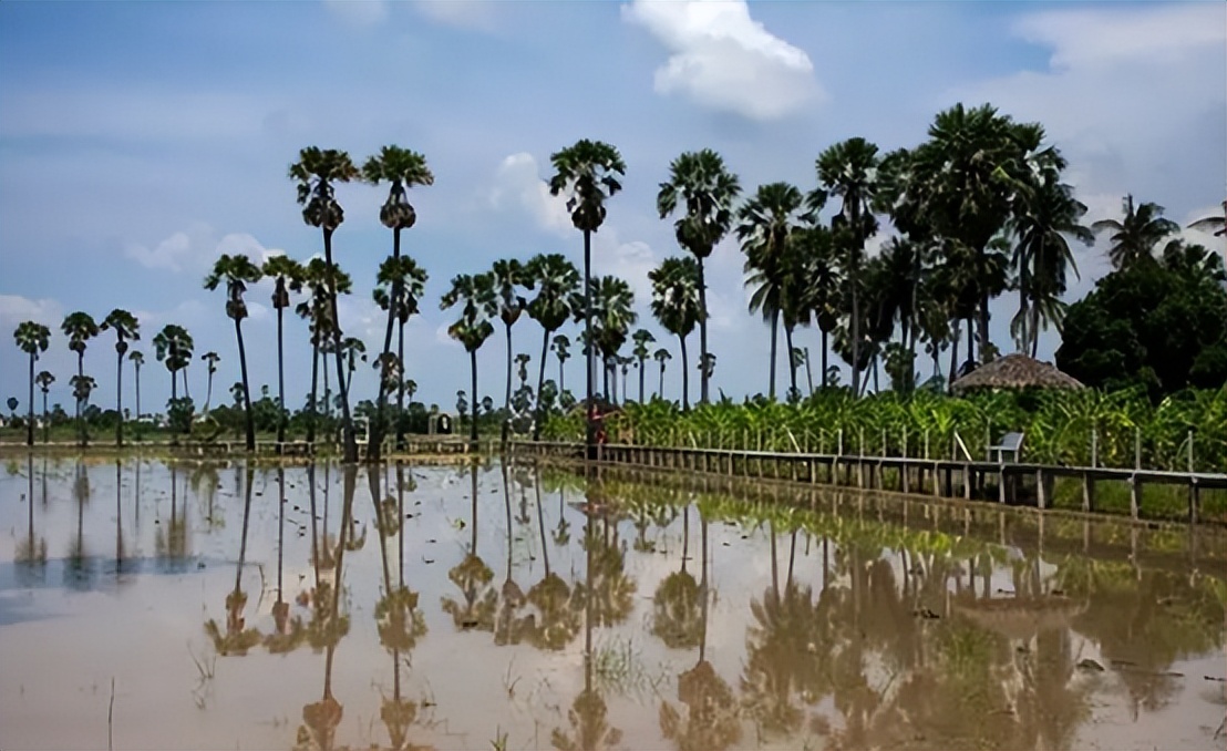 315曝光泰国香米后续,315曝光泰国香米案例分析
