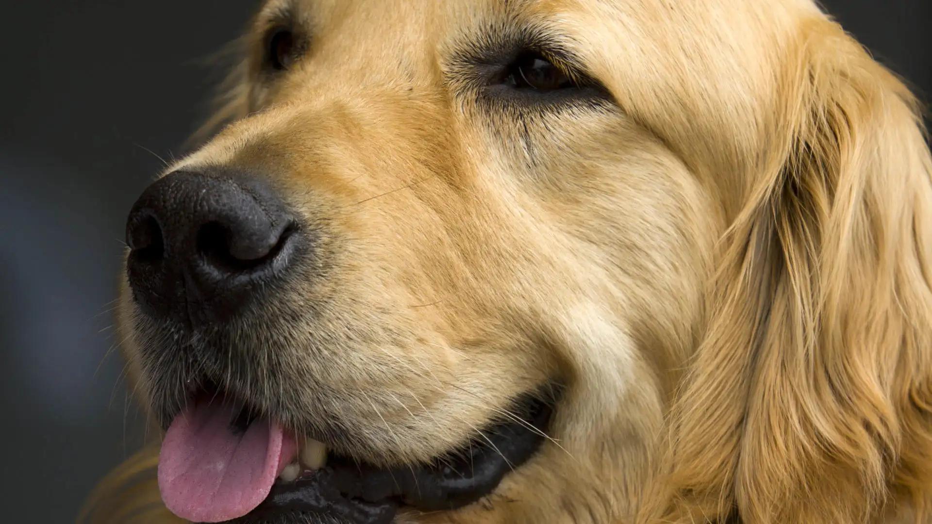 金毛新手养狗五大忌,养狗须知金毛