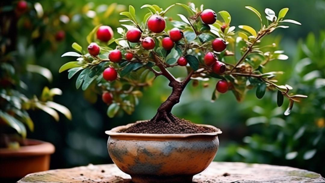 家里有这三种树寓意好,大门向北镇宅十大吉树