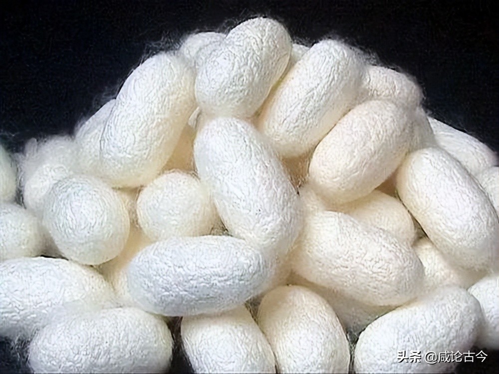 蚕宝吐丝要多久,蚕吐丝主要在哪个阶段