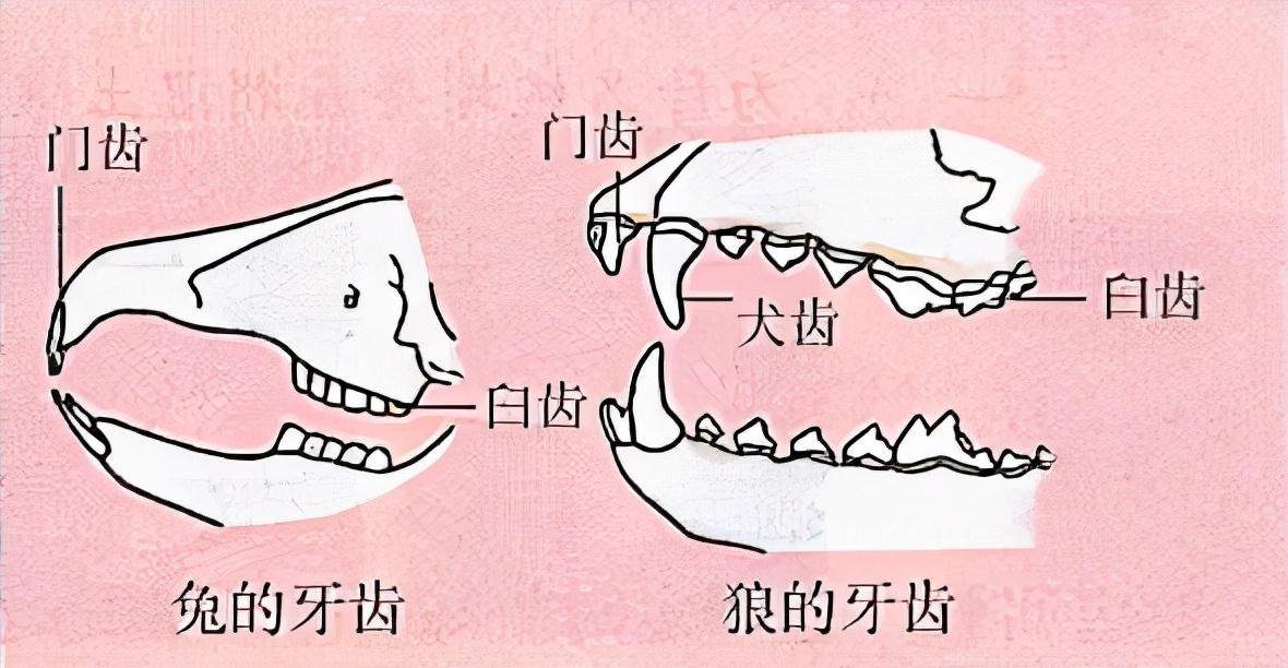 2023八年级上册生物必背考点归纳,2022八年级生物地理会考重点