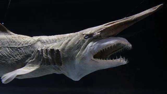 深海里鲨鱼张嘴的视频,深海中的鲨鱼怪物