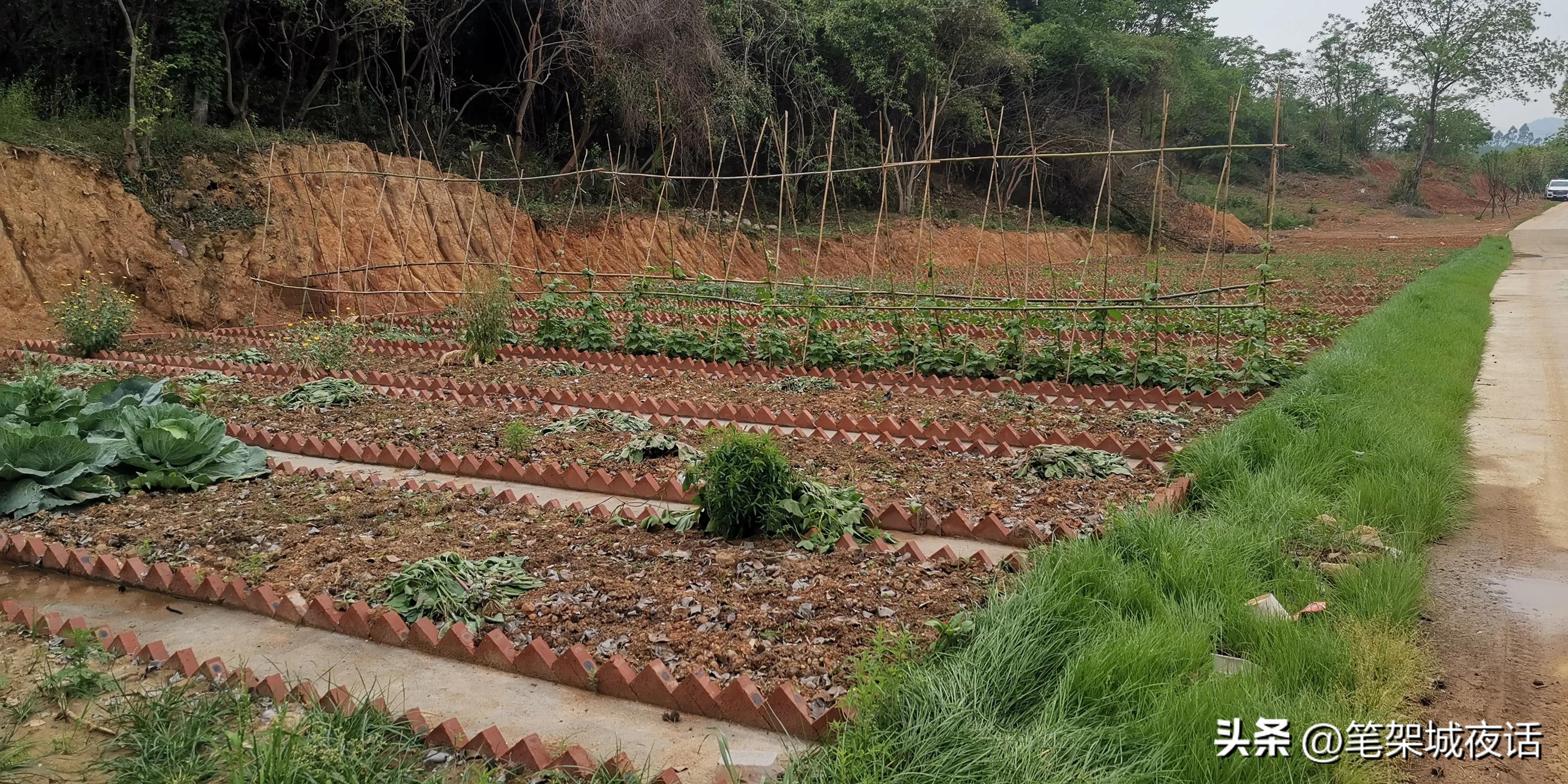 白鹤山好玩的地方,白鹤山竹林秘境