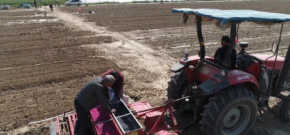 花生为什么死苗烂根,花生死棵的原因及防治