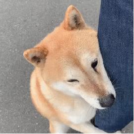 狗狗叫声的含义,狗狗的叫声像哭一样怎么回事