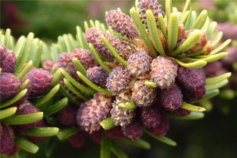 美国的摇钱树，收集到这种昂贵的树脂，就能轻松月入百万