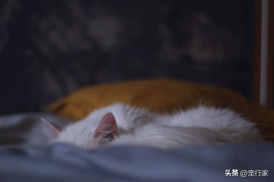 猫咪几天排一次大便属于正常,猫咪多久排一次便正常