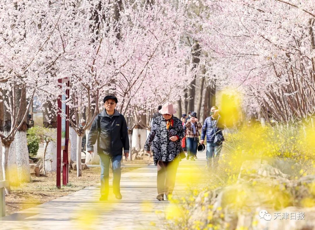 今年天津的桃花堤的桃花节是几号,天津桃花节旅游线路推介