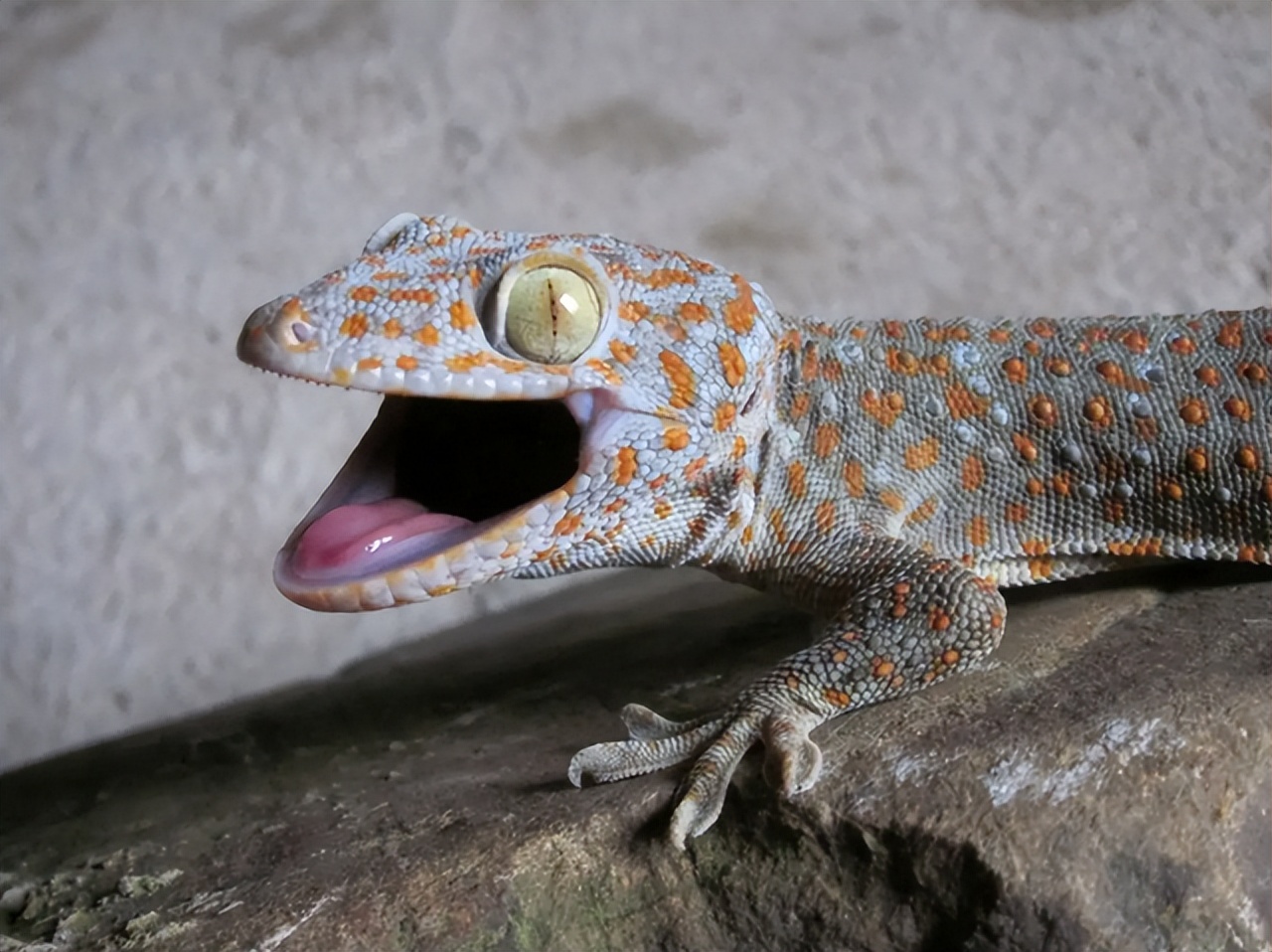 壁虎无毒,壁虎是不是无毒无害